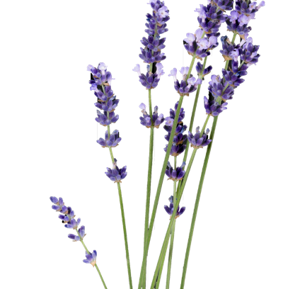 afbeelding van lavendel