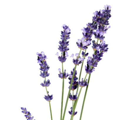 afbeelding van lavendel