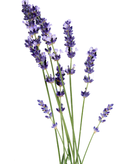 lavendel