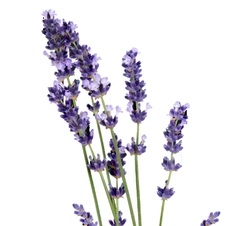 lavendel