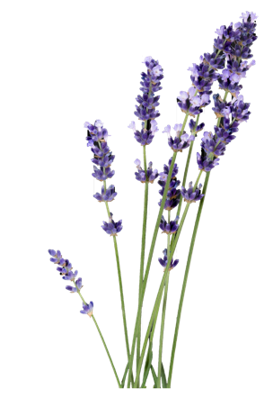 lavendel