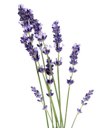 lavendel